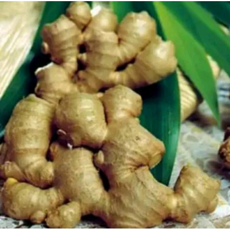 

Bengle Segar Bersih 500g
