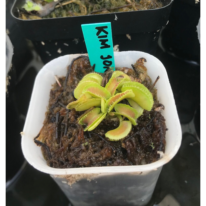 venus fly trap kim jong il