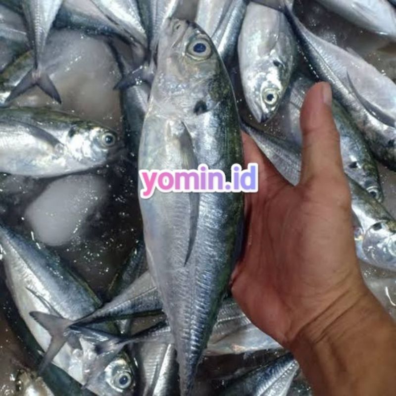 

Ikan Tengkek/ Ikan Tegang Ekor 1 kg