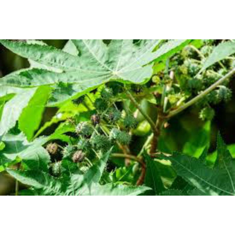 

daun jrak asli segar 500 gram