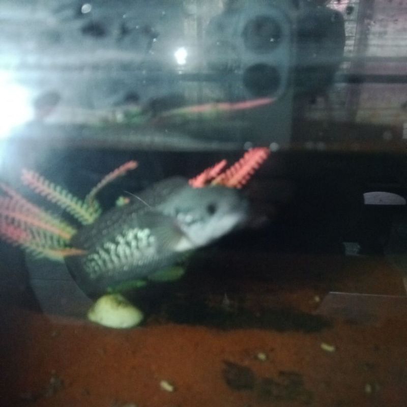 asiatica gondrong galak