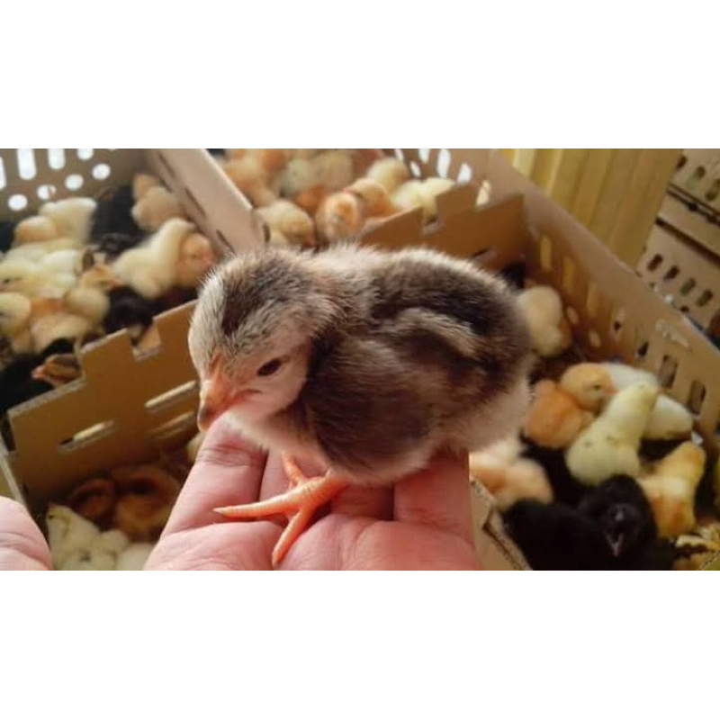 Ayam Pelung Francis Super Vaksin (ULU) Beli 15 Gratis 1.