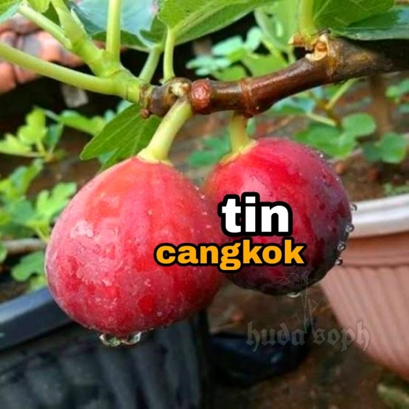 bibit tin cangkok // buah tin genjah cangkok