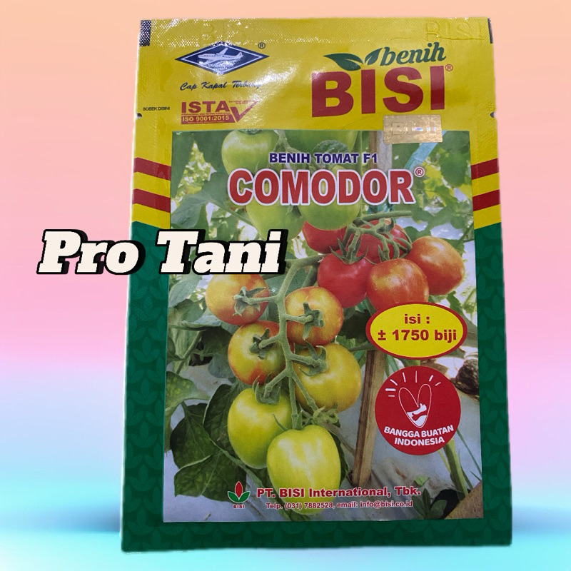 BENIH TOMAT COMODOR | BENIH BISI