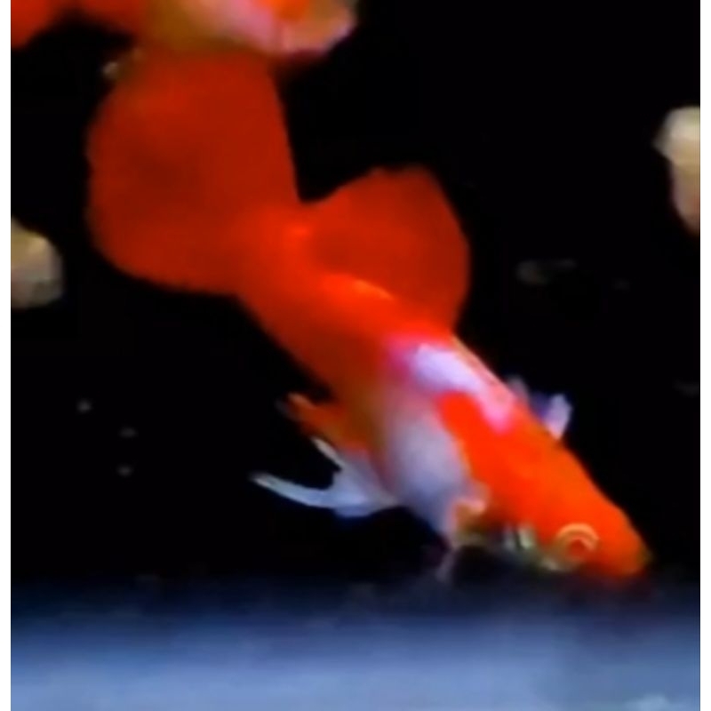 lbink toxido dumbo white ear