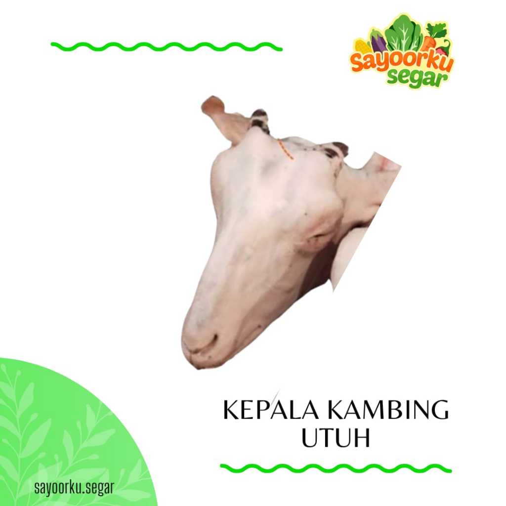 Kepala kambing utuh fresh
