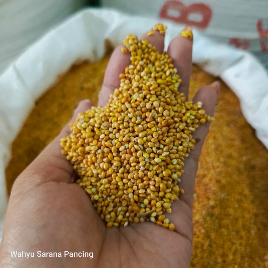 PAKAN BURUNG MILET KUNING JEWAWUT KUNING 1KG
