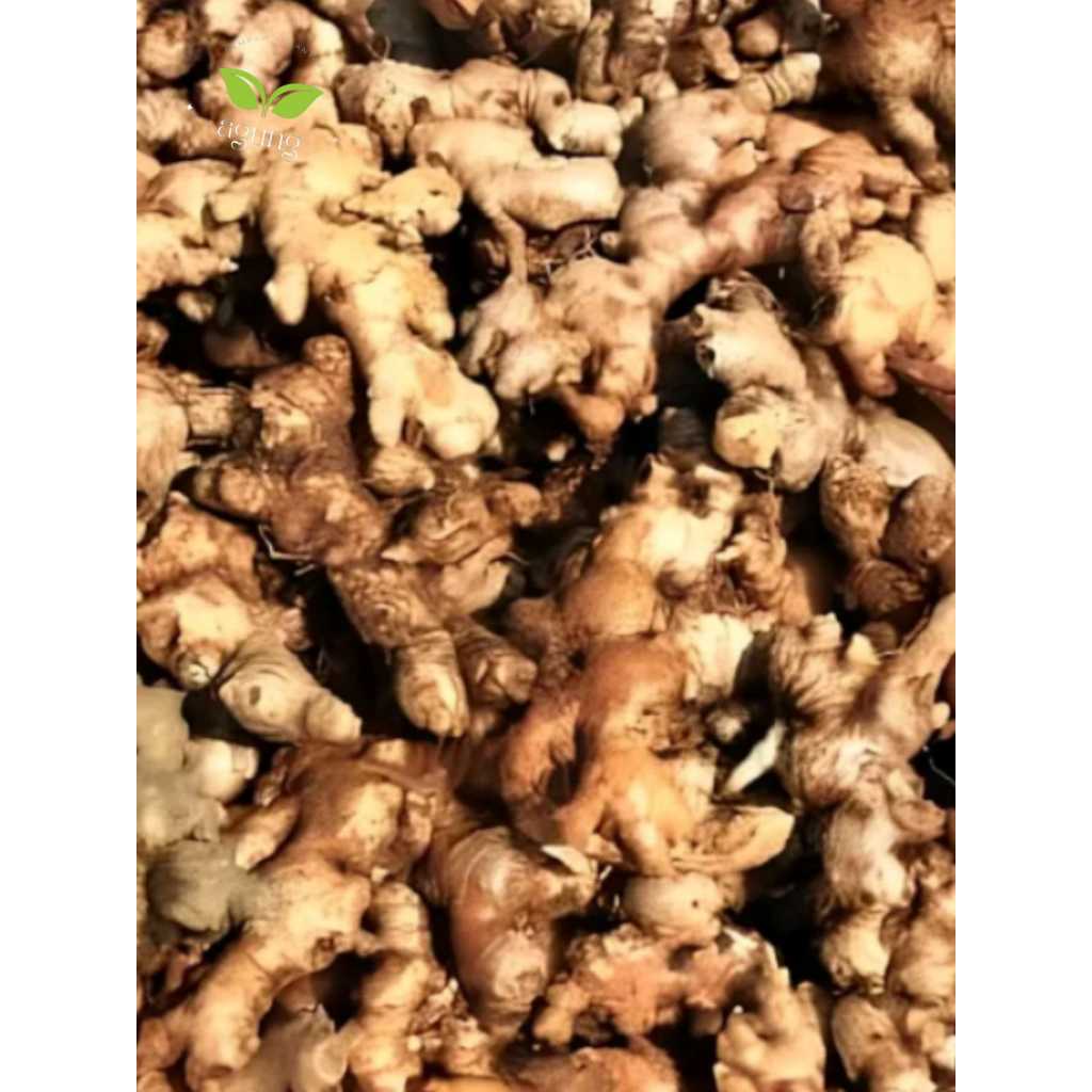 

jahe emprit segar harga /kg
