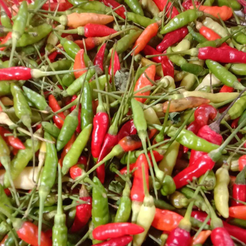 

Cengek hijau bandung 100gr