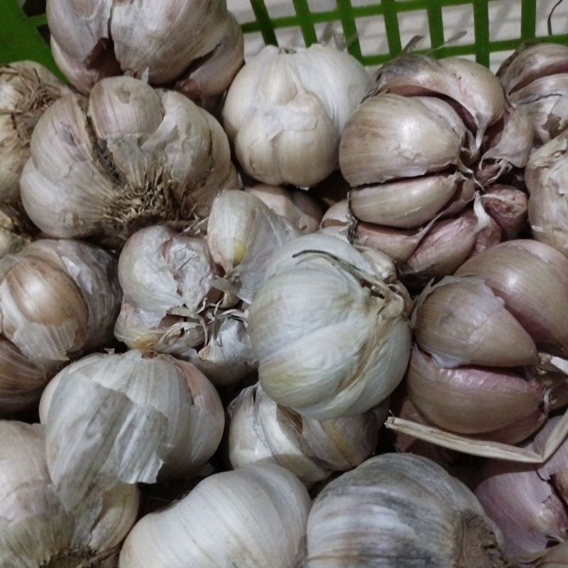 

BAWANG PUTIH KEMASAN 1 KG