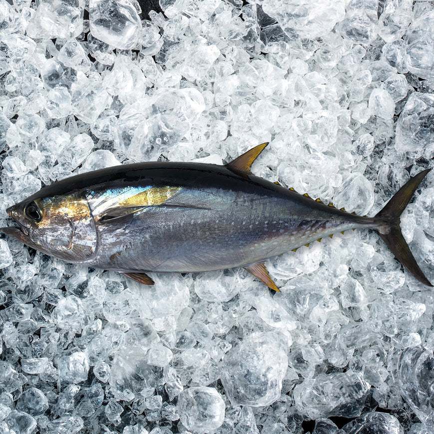 

Ikan Tuna / Yellowfin Tuna / Ikan Baby Tuna