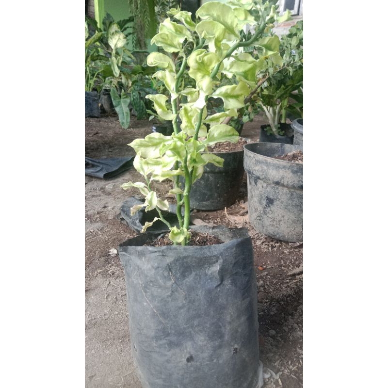 Patah tulang keriting varigata