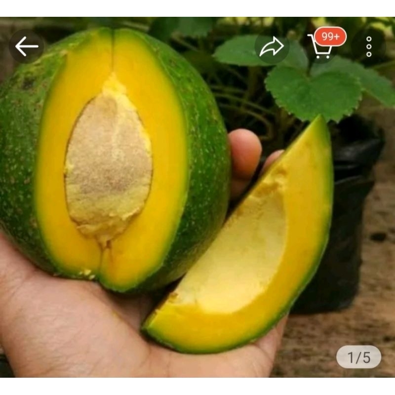 

Alpukat Miki per 3 kg