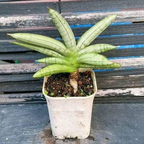 Tanaman Hias Sansevieria Boncel Platinum Cross Thailand