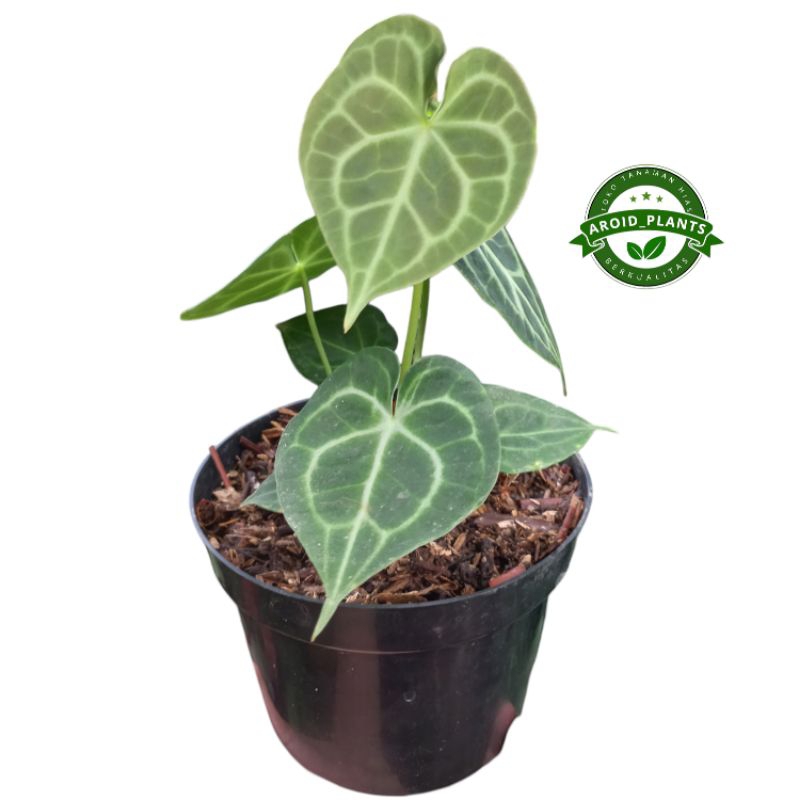 Tanaman Hias Anthurium Clarinervium X Tarantula - Anthurium Tarantula X Clarinervium