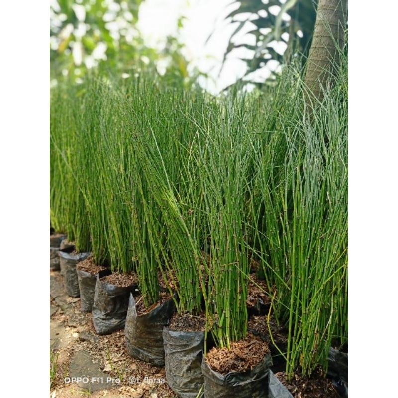 Tanaman Hias Bambu Air / Pohon bambu air / Bunga Hidup Bambu air / Tanaman Hidup Di air