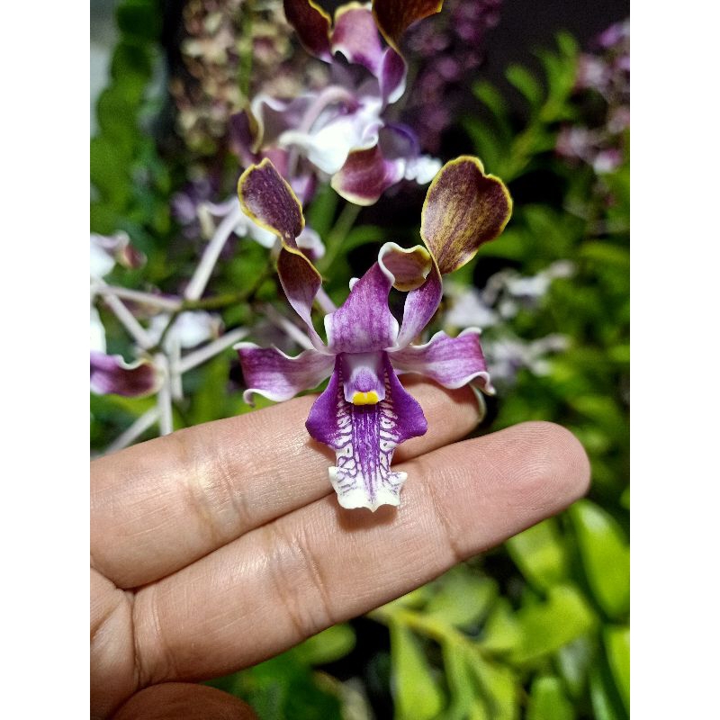 Dendrobium Keriting Berbunga koleksi
