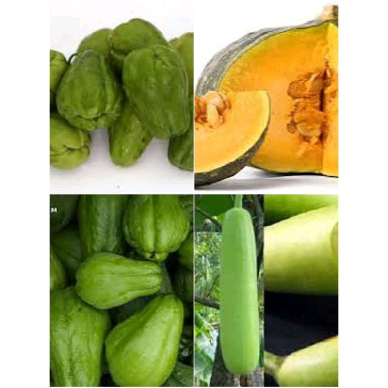 

Labu siam besar, labu siam kecil, labu acar, labu kuning, labu air