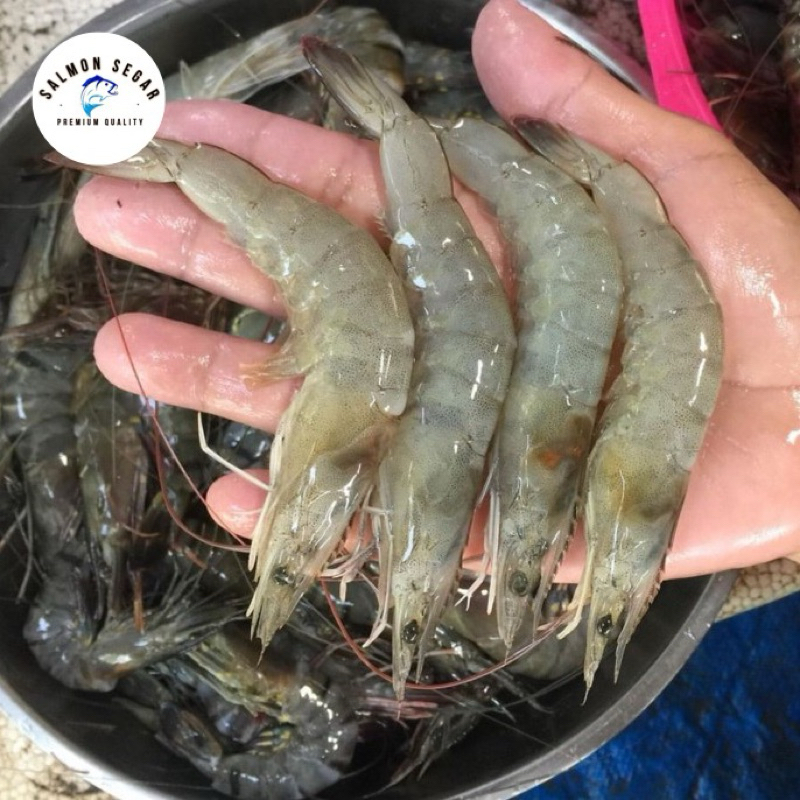 

Ay00! Udang Vaname Segar Jumbo Tanpa Pengawet K40