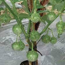 25-Bibit Sayuran Terong Lalap Hijau Kenari Unggul