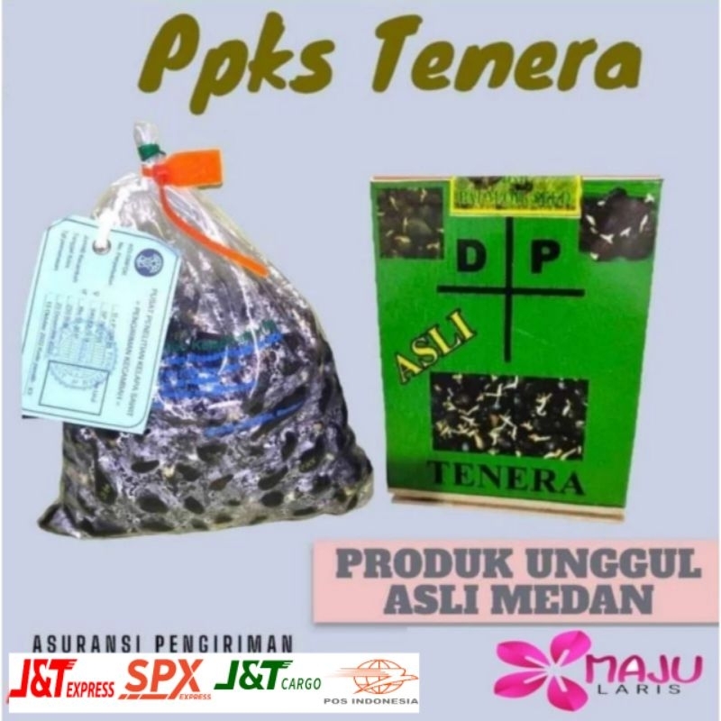 BENIH SAWIT DXP PPKS TENERA BERSERTIFIKAT