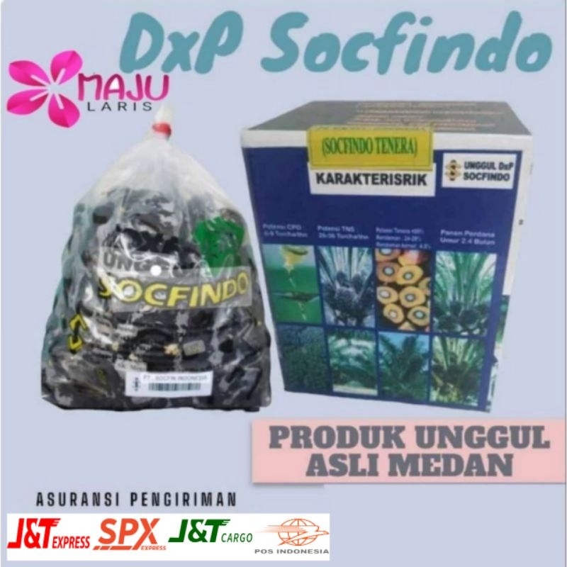 BENIH SAWIT DXP SOCFINDO UNGGUL BERSERTIFIKAT