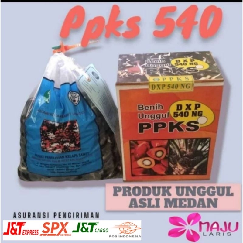 BENIH SAWIT DXP PPKS 540 UNGGUL  BERSERTIFIKAT