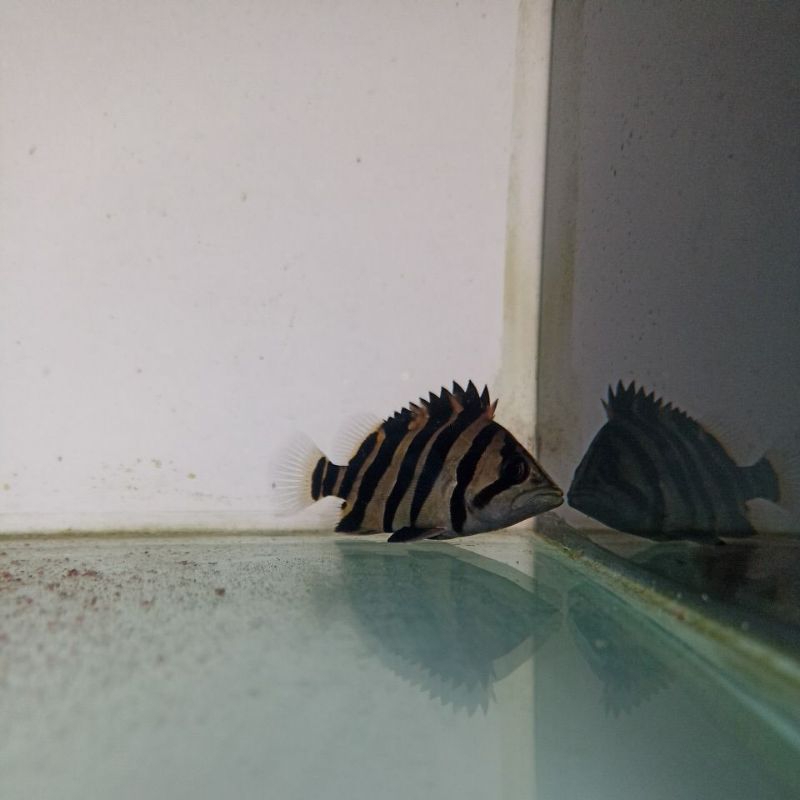 tiger datz sumatra 4 bar simetris 12-14