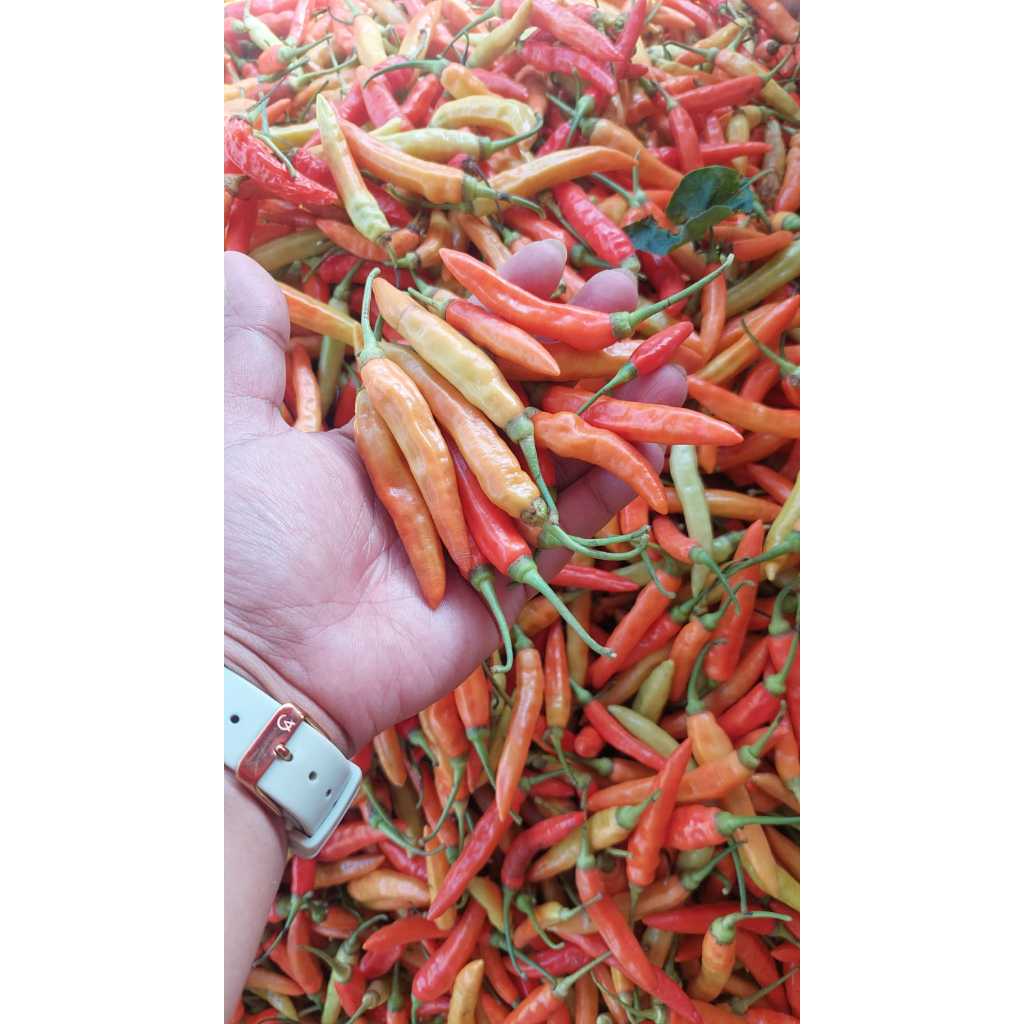 

Cabai Rawit Fresh