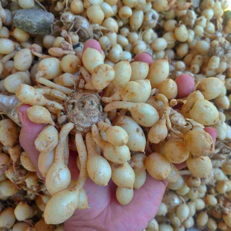 

KUNYIT PUTIHKUNCI PEPETTEMU GOMBYOK SEGAR 1kg