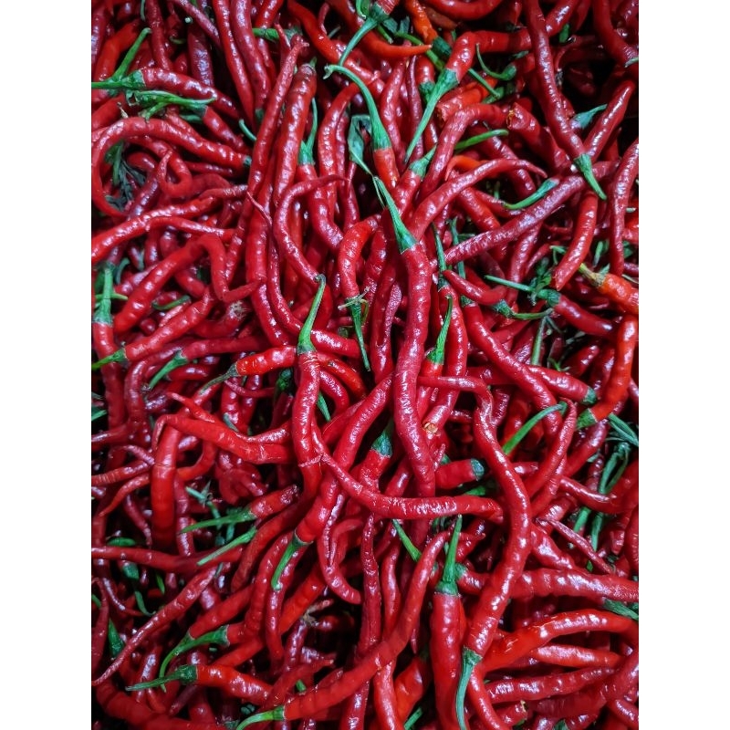 

Cabe Merah Kriting 250gr