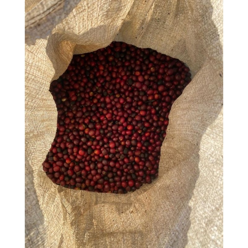 

Fine Robusta Temanggung