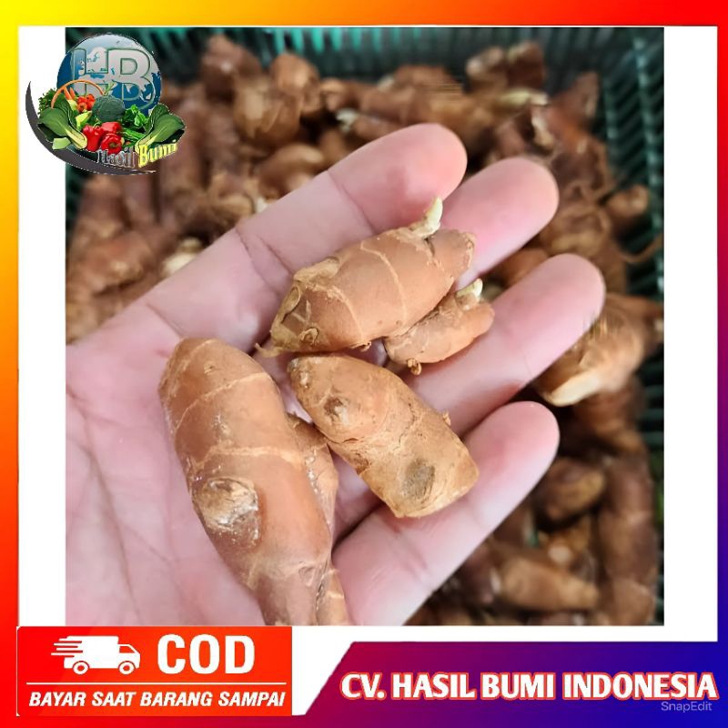 

1kg Kencur fresh sudah bersih dijamin segar