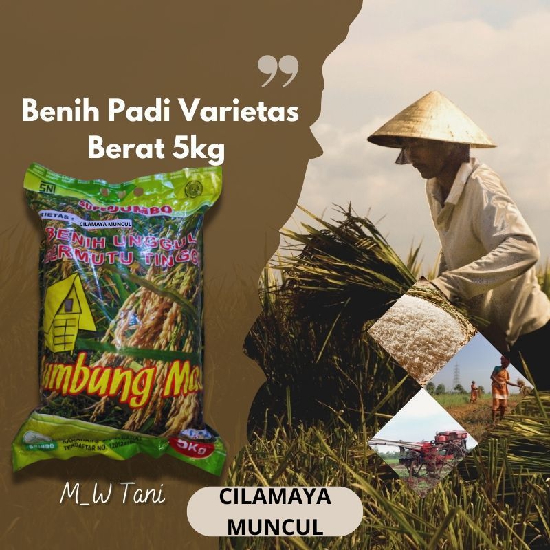 Benih Bibit Padi Unggul Cimalaya Atau Cilamaya Muncul ORIGINAL
