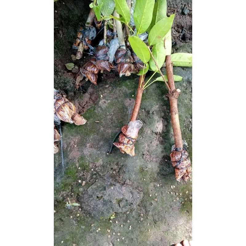 Potong cangkok jambu citra jumbo