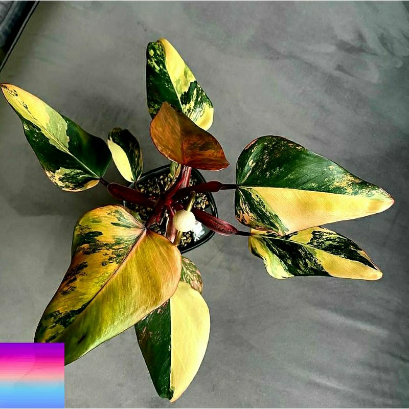 Philodendron Strawberry Shake