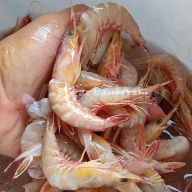

Udang Api Segar Udang Api 1Kg
