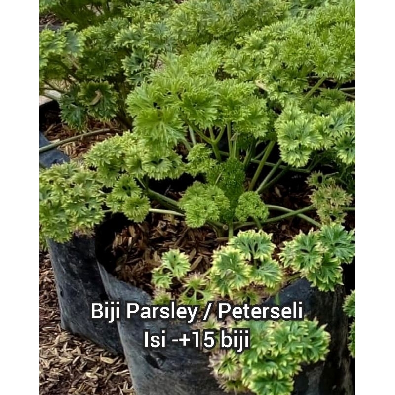 Benih Parsley Known you Seed Repack