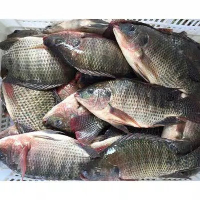 

ikan nila segar timbangan hidup kondisi hidup -+1kg