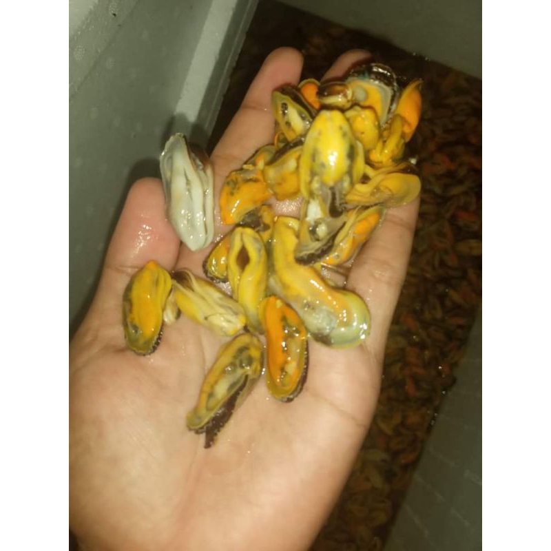 

KERANG HIJAU KUPAS 1 KG