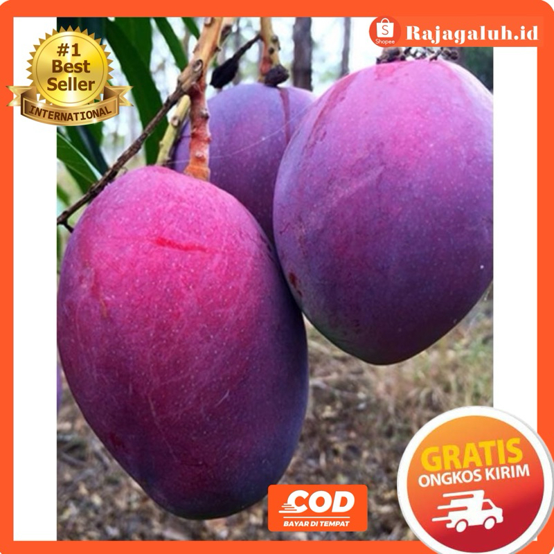 Bibit Mangga Erwin mangga Irwin Mangga ungu Cangkok