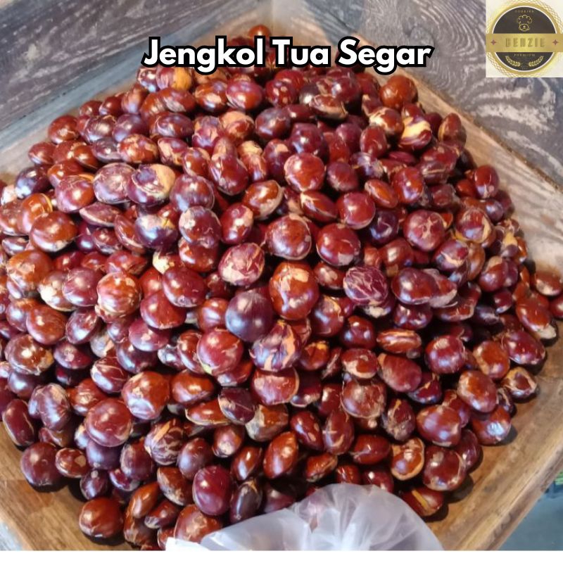

Jengkol Tua Mentah 1kg Jengkol Mentah Super