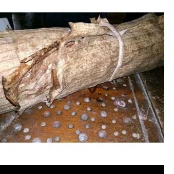 

daun pisang kering (kalaras)