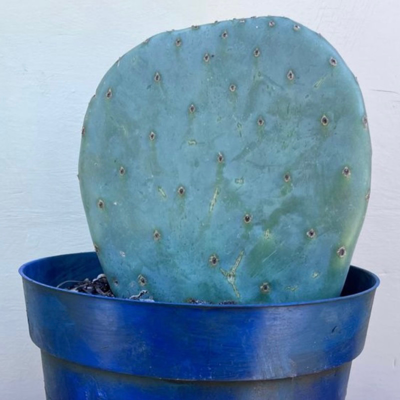 Kaktus Blue Opuntia Robusta