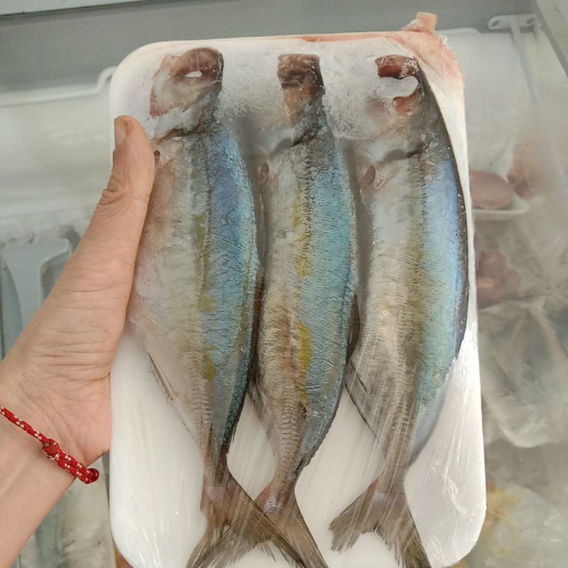 

Ikan kembung mato besak