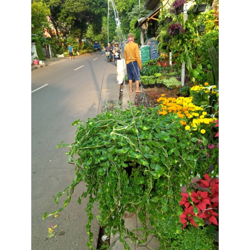 Tanaman Hias Gantung Air Mata Janda