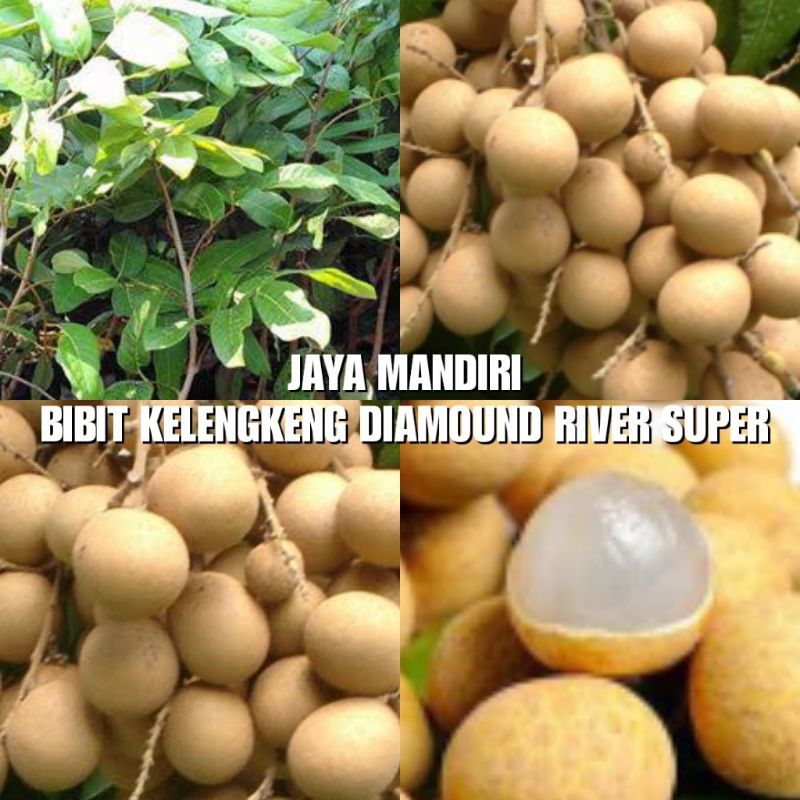 BIBIT KELENGKENG DIAMOUND RIVER BANGKOK