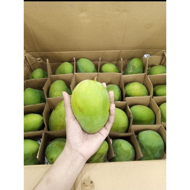 

Mangga Harum Manis 1 Dus