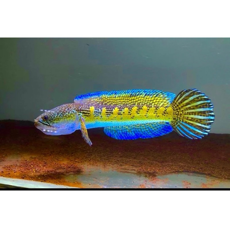 Auranti cb 3-6cm + bonus pakan