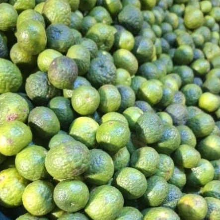 

Jeruk Limo / Limau 100gr